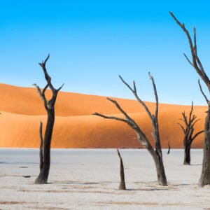 Deadvlei Namibia dune alberi acacia