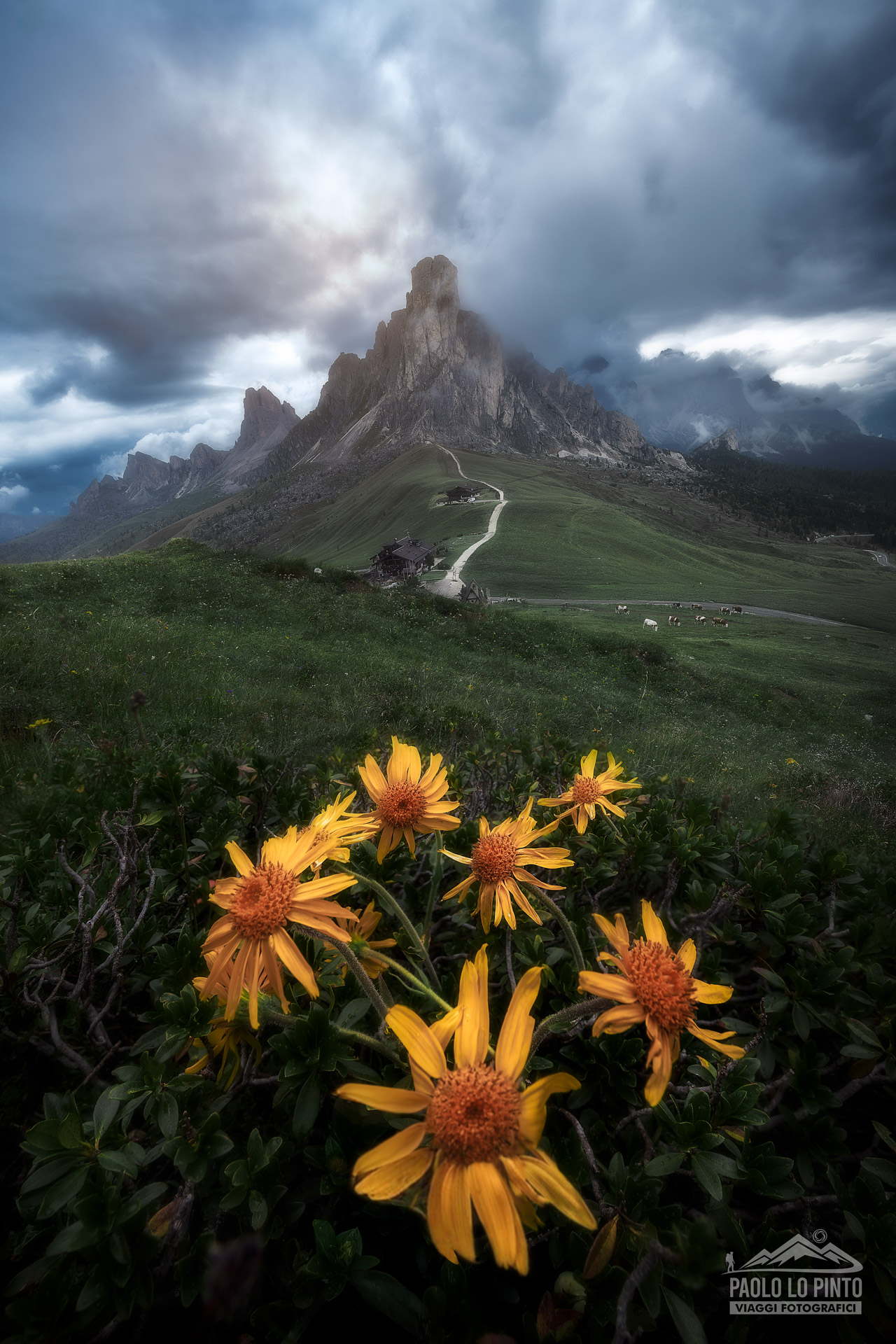 workshop-fotografico-dolomiti-fiori workshop fotografico sulle dolomiti