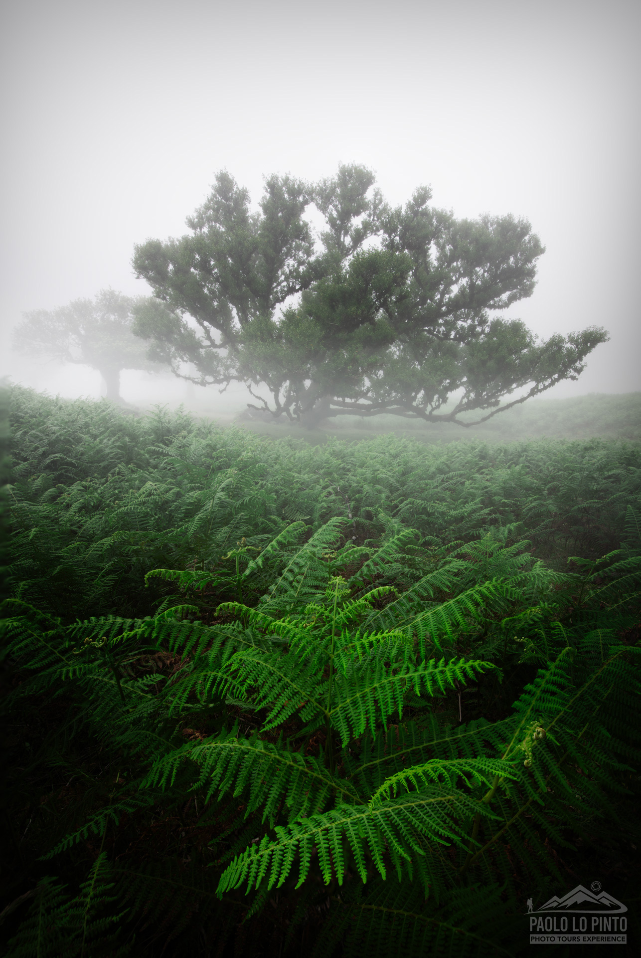 viaggio-fotografico-madeira-forest viaggio fotografico a madeira nebbia nella foresta di fanal