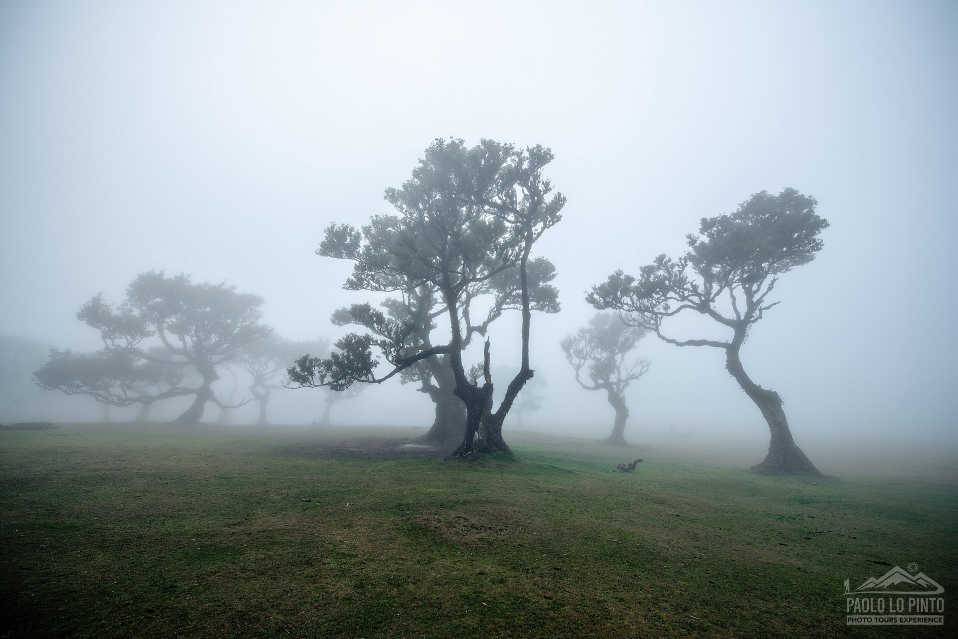 viaggio-fotografico-madeira-foresta-fanal viaggio fotografico a madeira nebbia tra gli alberi della foresta fanal