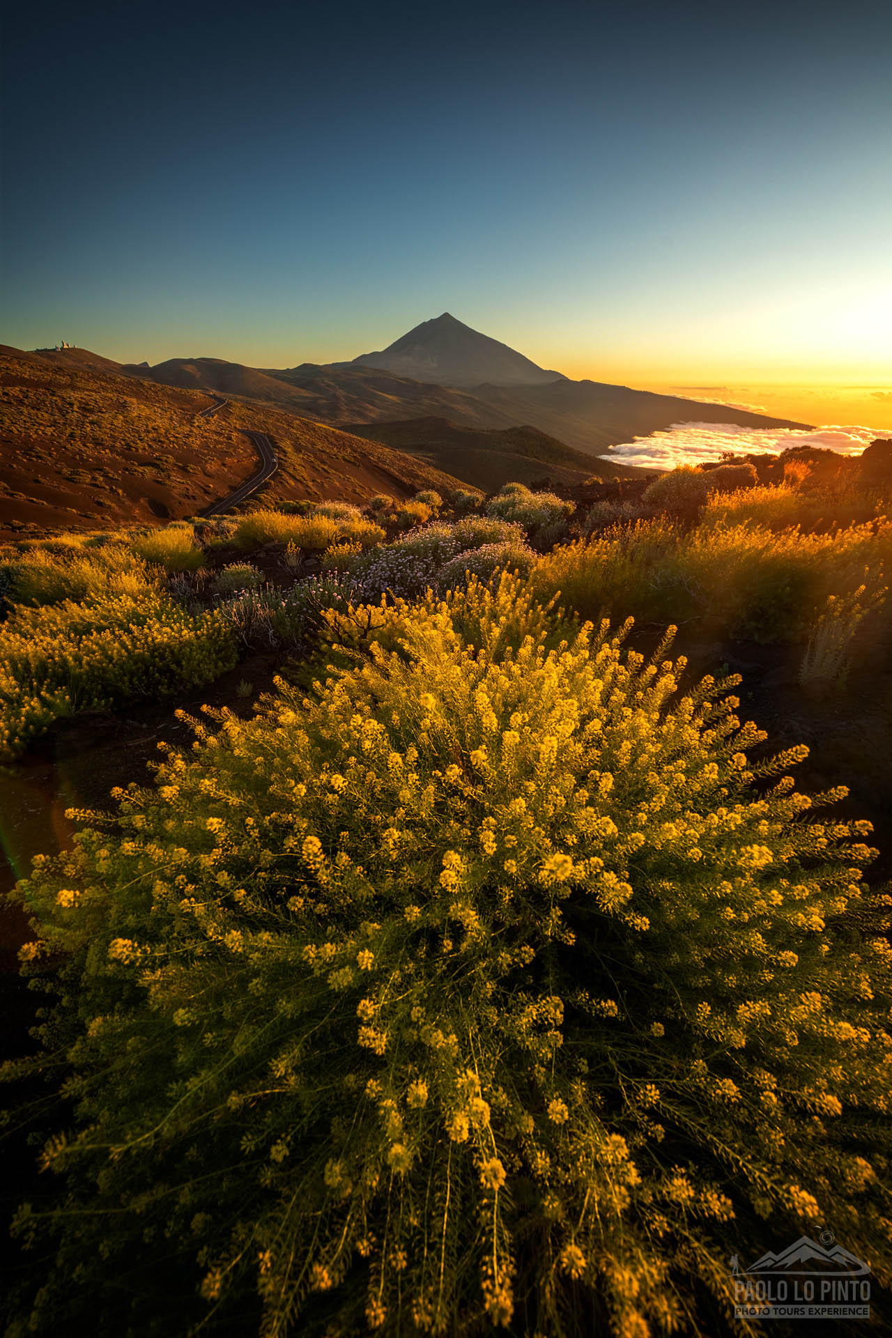 viaggio-fotografico-tenerife-sunset-teide viaggio fotografico a tenerife fiori al tramonto con vulcano teide sullo sfondo