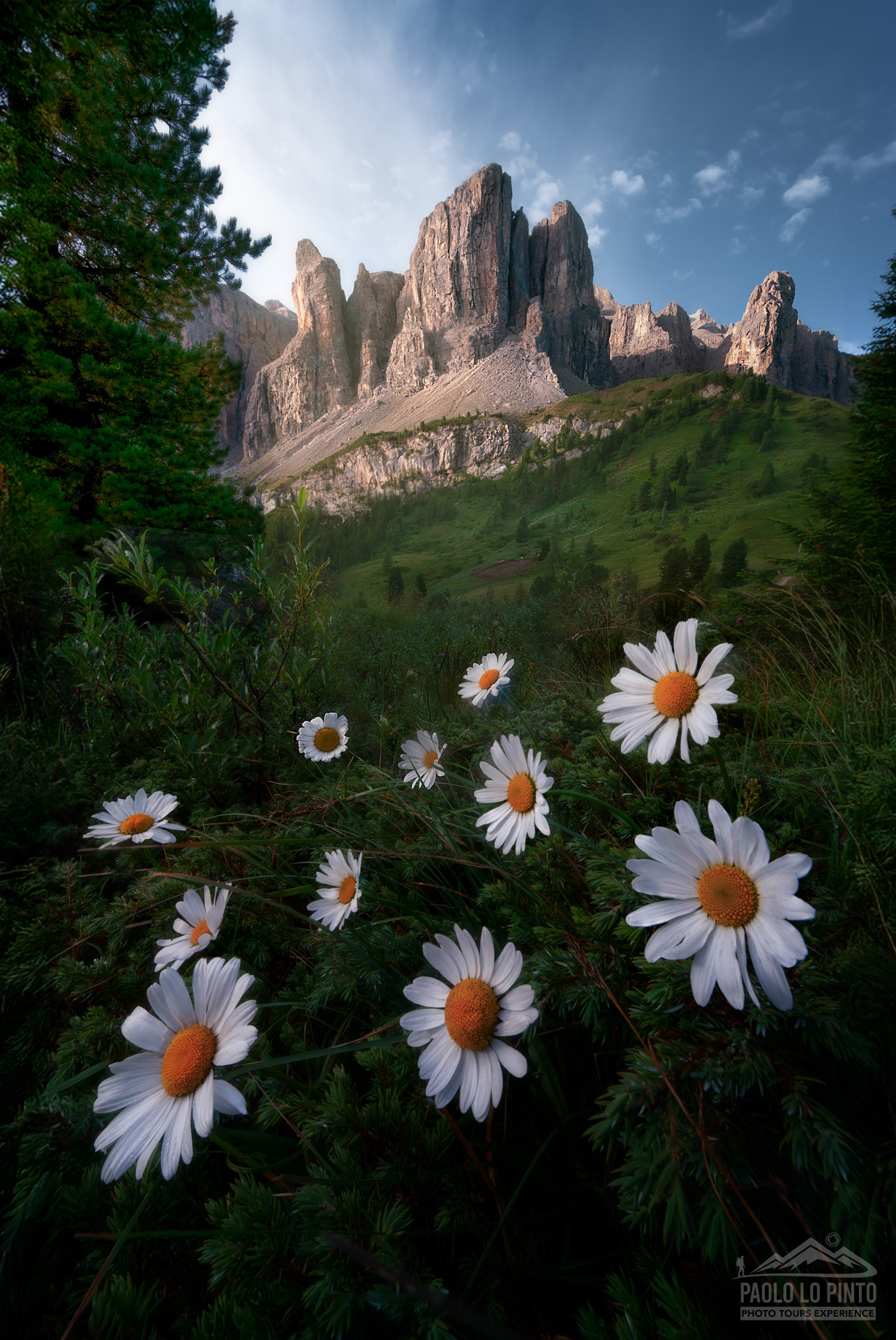 workshop-fotografico-dolomiti-passo-gardena workshop fotografico nelle dolomiti focus stacking margherite a passo gardena