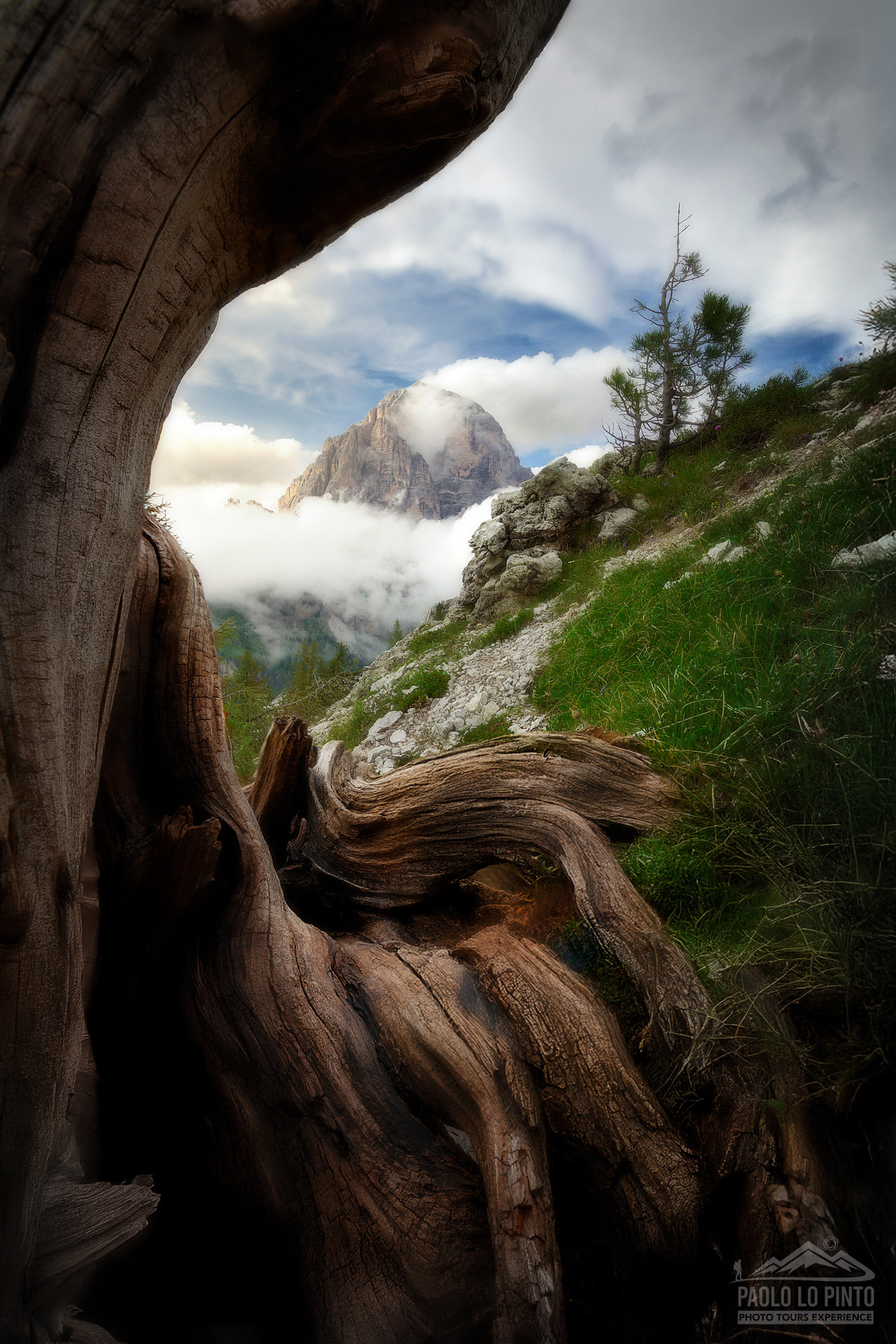 workshop-fotografico-dolomiti-tofana workshop fotografico nelle dolomiti tre cime lavaredo fiori gialli