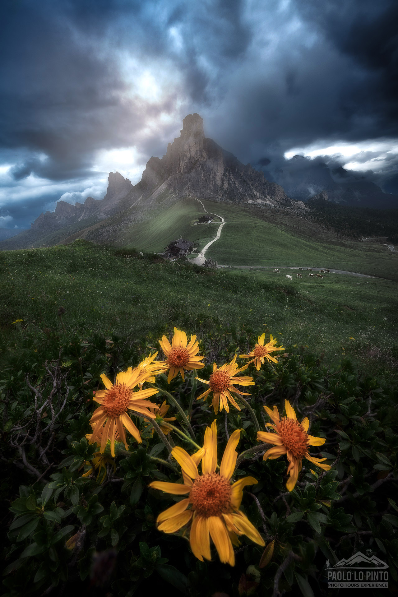 workshop-fotografico-nelle-dolomiti workshop fotografico nelle dolomiti fiori a passo giau